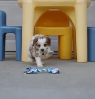 💙Flint🐕💕👨‍👩‍👧GenCLEARpar, a male Poodle - Miniature  and Miniature Goldendoodle for sale in Navarre, OH – Photo 7 of 10