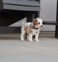 💙Flint🐕💕👨‍👩‍👧GenCLEARpar, a male Poodle - Miniature  and Miniature Goldendoodle for sale in Navarre, OH – Photo 9 of 10