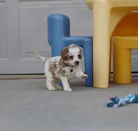 💙Flint🐕💕👨‍👩‍👧GenCLEARpar, a male Poodle - Miniature  and Miniature Goldendoodle for sale in Navarre, OH – Photo 8 of 10