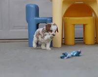 💙Flint🐕💕👨‍👩‍👧GenCLEARpar, a male Poodle - Miniature  and Miniature Goldendoodle for sale in Navarre, OH – Photo 6 of 10