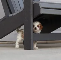 💙Flint🐕💕👨‍👩‍👧GenCLEARpar, a male Poodle - Miniature  and Miniature Goldendoodle for sale in Navarre, OH – Photo 10 of 10
