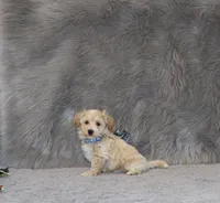 Parker 💙 Miniature, a male Havapoo for sale in Navarre, OH – 3 of 9