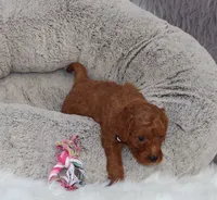 Miley 🌷 13 18 estimate adult, a female Miniature Goldendoodle for sale in Navarre, OH – 3 of 8