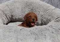 Melody 🌷, a female Miniature Goldendoodle for sale in Navarre, OH – 5 of 8