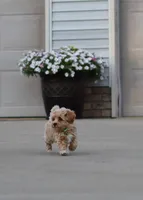 Bobby❤️👨‍👩‍👧💕🐕🐾🐾🐾, a male Poodle - Toy  and Havapoo for sale in Navarre, OH – Photo 7 of 9