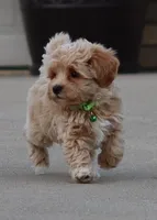 Bobby❤️👨‍👩‍👧💕🐕🐾🐾🐾, a male Poodle - Toy  and Havapoo for sale in Navarre, OH – Photo 3 of 9