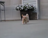 Bobby❤️👨‍👩‍👧💕🐕🐾🐾🐾, a male Poodle - Toy  and Havapoo for sale in Navarre, OH – Photo 5 of 9