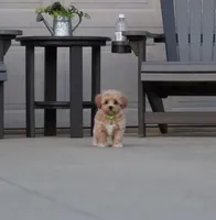 Bobby❤️👨‍👩‍👧💕🐕🐾🐾🐾, a male Poodle - Toy  and Havapoo for sale in Navarre, OH – Photo 4 of 9