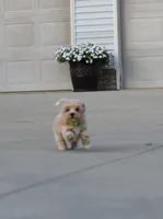 Bobby❤️👨‍👩‍👧💕🐕🐾🐾🐾, a male Poodle - Toy  and Havapoo for sale in Navarre, OH – Photo 6 of 9
