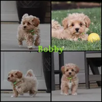 Bobby❤️👨‍👩‍👧💕🐕🐾🐾🐾, a male Poodle - Toy  and Havapoo for sale in Navarre, OH – Photo 1 of 9