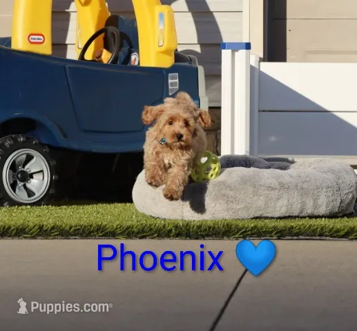 Phoenix 💙 Crate Trained – Havapoo puppy for sale in Navarre, OH