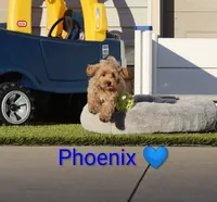Phoenix 💙 Crate Trained, a male Havapoo for sale in Navarre, OH – 1 of 9