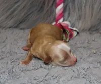 Pixie 🌷 Toy Size, a female Havapoo for sale in Navarre, OH – Photo 1 of 3