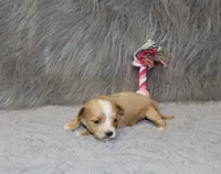 Pixie 🌷 Toy Size, a female Havapoo for sale in Navarre, OH – 9 of 10