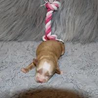 Pixie 🌷 Toy Size, a female Havapoo for sale in Navarre, OH – Photo 3 of 3