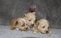 Pixie 🌷 Toy Size, a female Havapoo for sale in Navarre, OH – 10 of 10