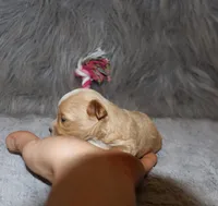 Pixie 🌷 Toy Size, a female Havapoo for sale in Navarre, OH – 8 of 10
