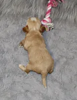 Pixie 🌷 Toy Size, a female Havapoo for sale in Navarre, OH – 7 of 10
