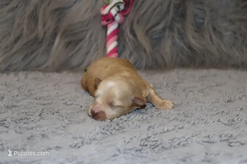 Pearl 🌷 Toy/Miniature – Havapoo puppy for sale in Navarre, OH