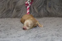 Pearl 🌷 Toy/Miniature, a female Havapoo for sale in Navarre, OH – Photo 1 of 4