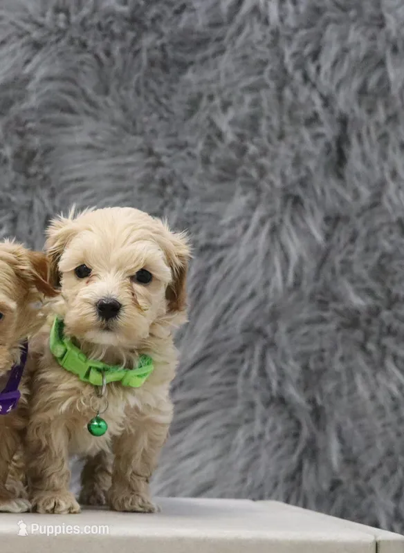 Pearl 🌷 Toy/Miniature – Havapoo puppy for sale in Navarre, OH