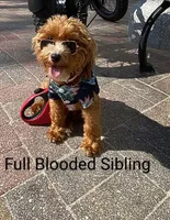 Pearl 🌷 Toy/Miniature, a female Havapoo for sale in Navarre, OH – Photo 4 of 4