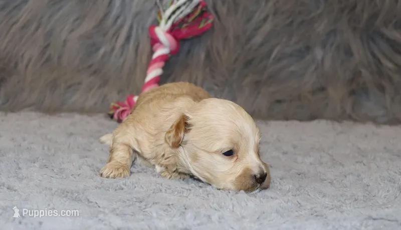 Pearl 🌷 Toy/Miniature – Havapoo puppy for sale in Navarre, OH