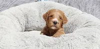 Manny 💙, a male Miniature Goldendoodle for sale in Navarre, OH – 9 of 9
