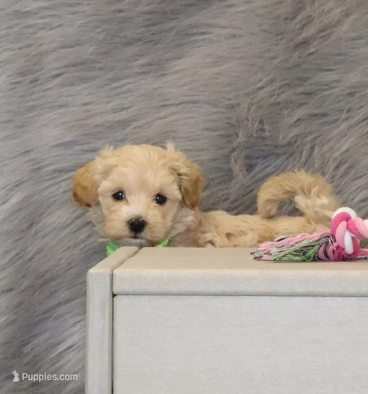 Pearl 🌷 Toy/Miniature – Havapoo puppy for sale in Navarre, OH