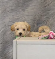 Pearl 🌷 Toy/Miniature, a female Havapoo for sale in Navarre, OH – 1 of 8