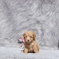 Zonda 🌷, a female Havapoo for sale in Navarre, OH – 3 of 10