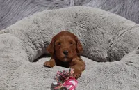 Melody 🌷, a female Miniature Goldendoodle for sale in Navarre, OH – 1 of 8