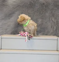 Pearl 🌷 Toy/Miniature, a female Havapoo for sale in Navarre, OH – 6 of 8