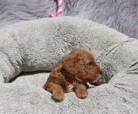 Mia 🌷💞, a female Miniature Goldendoodle for sale in Navarre, OH – 4 of 9
