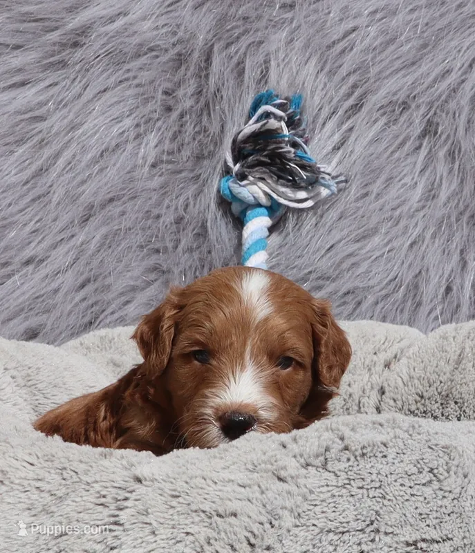 Myles 💙💞 – Miniature Goldendoodle puppy for sale in Navarre, OH
