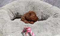 Melody 🌷, a female Miniature Goldendoodle for sale in Navarre, OH – 7 of 8