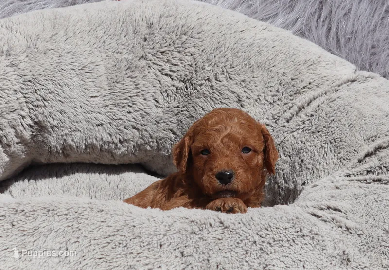 Miley 🌷 – Miniature Goldendoodle puppy for sale in Navarre, OH