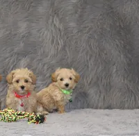 Peggy 🌷 Toy/Miniature, a female Havapoo for sale in Navarre, OH – 6 of 7