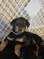 Pink Collar, a female Doberman Pinscher for sale in Canon City, CO – Photo 1 of 4