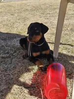 Pink Collar, a female Doberman Pinscher for sale in Canon City, CO – Photo 2 of 4