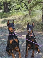 Pink Collar, a female Doberman Pinscher for sale in Canon City, CO – Photo 4 of 4