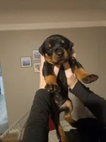 Pink Collar, a female Doberman Pinscher for sale in Canon City, CO – Photo 3 of 4