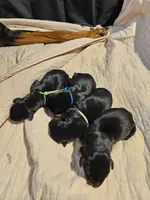 Green Collar, a female Doberman Pinscher for sale in Canon City, CO – Photo 2 of 3