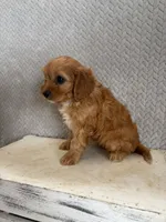 Maya, a female Cavapoo for sale in Shipshewana, IN – 2 of 9
