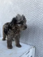 Clover, a female Miniature Aussiedoodle for sale in Shipshewana, IN – 6 of 10