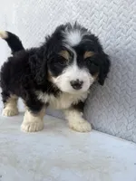 Skye, a female Miniature Bernedoodle for sale in Shipshewana, IN – 3 of 9