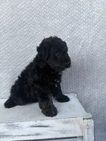Chase, a male Miniature Aussiedoodle for sale in Shipshewana, IN – 8 of 9
