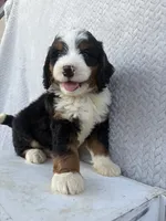 Spencer, a male Miniature Bernedoodle for sale in Shipshewana, IN – 7 of 8