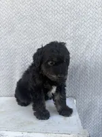 Casper, a male Miniature Aussiedoodle for sale in Shipshewana, IN – 7 of 8