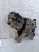 Cody, a male Miniature Aussiedoodle for sale in Shipshewana, IN – 6 of 8